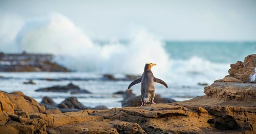 Yellow-eyed penguin