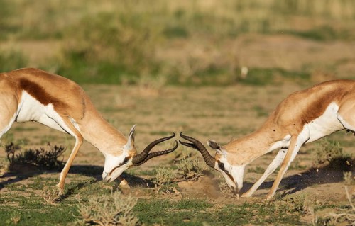 Springboks