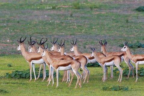 Springboks
