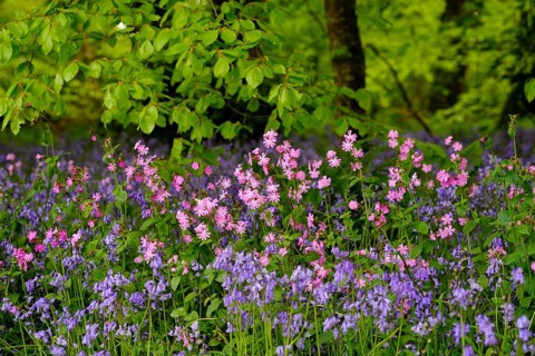 Red campion