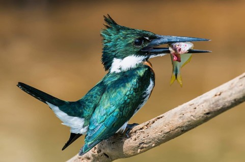 Green Kingfisher