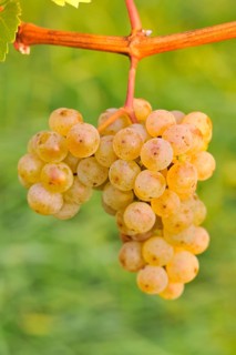 Riesling grapes