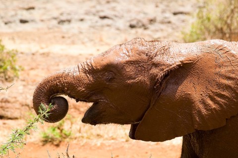 Young orphan african elephant