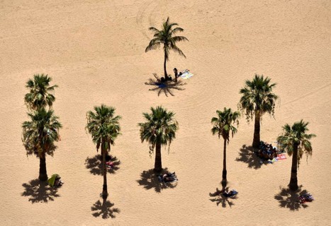Palm trees on the beach