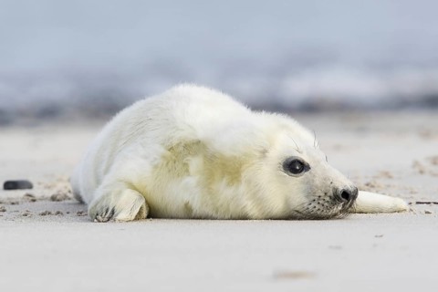 Newborn gray seal