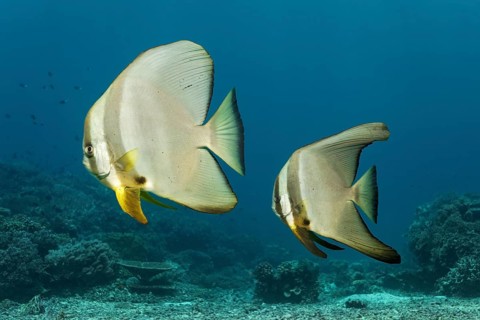 Teira batfish
