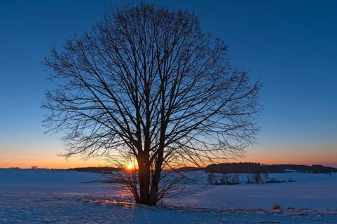 Black Alder