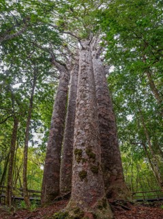 Four Kauri trees