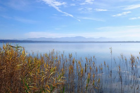 Reed on the lakeside