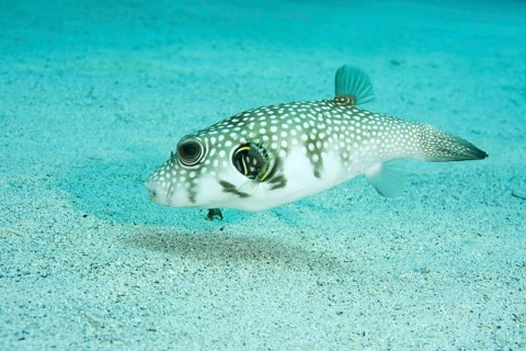 White-spotted puffer