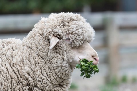 Merino sheep feeding on nettles