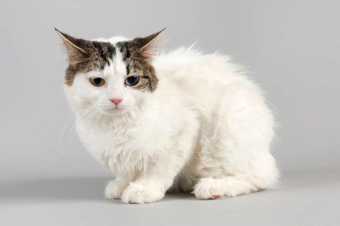 Pedigree cat Cymric