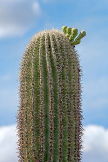 Saguaro