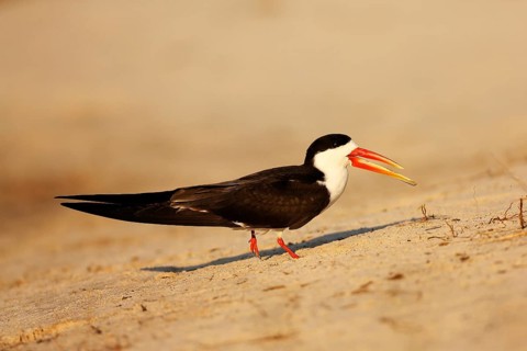 African skimmer