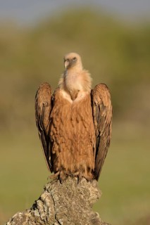 Griffon vulture