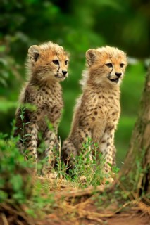 Sudan cheetah