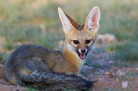 Cape Fox