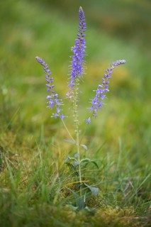 Spiked speedwell