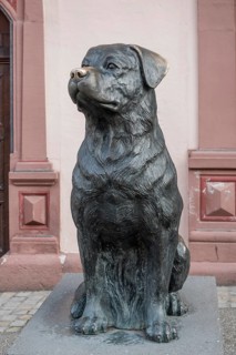 Der Rottweiler
