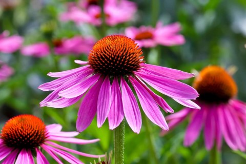 Narrow-leaved purple coneflower