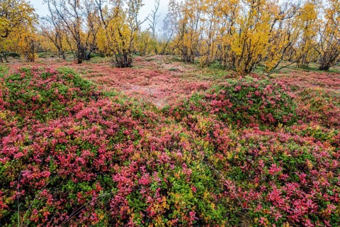Autumnal forest floor