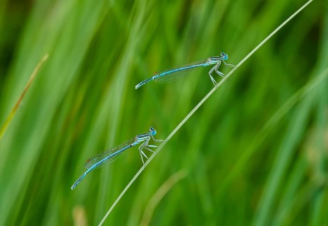 White-legged damselflies