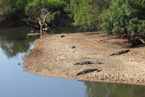 Nile crocodiles