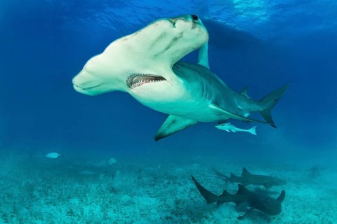 Great hammerhead shark