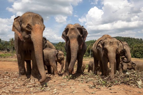 Asian elephants