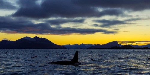 Orca