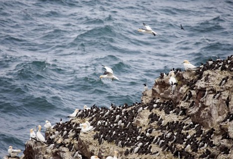 Common Guillemots