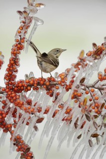 Pine Warbler