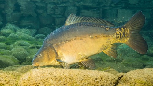 European carp