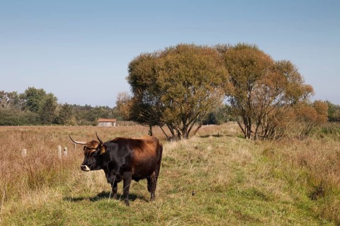 Cattle