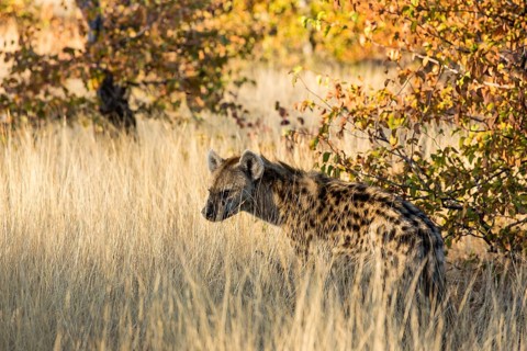 Spotted Hyena