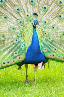 Blue Peafowl