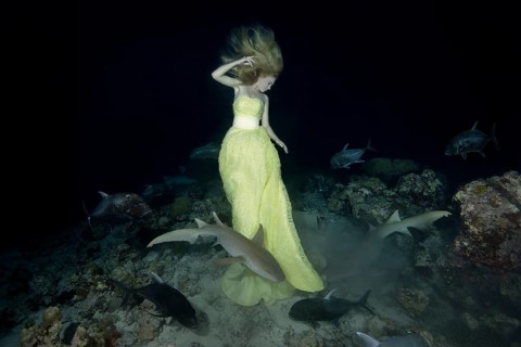 Beautiful woman in yellow dress posing underwater with Tawny nurse sharks