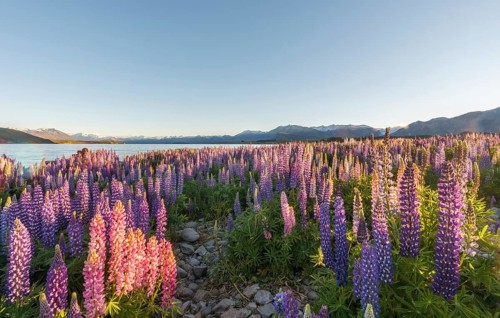 Purple Large-leaved lupines
