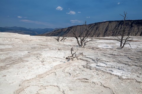 Dead trees standing in mineral deposits