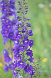 Larkspur