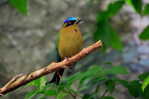 Blue-crowned motmot