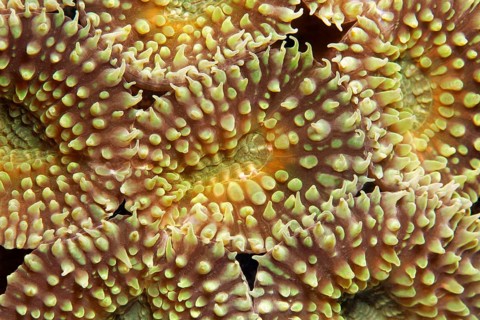 Polyps