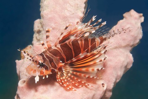 Zebra turkeyfish