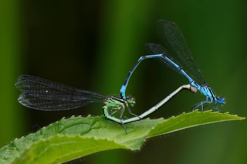 Azure damselfly