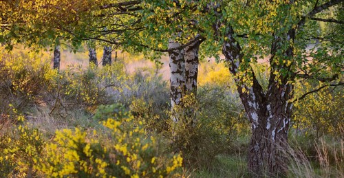 Broom blossoms in a birch forest