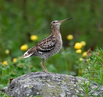 Great snipe