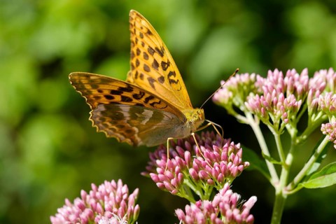 Silver-washed fritillary