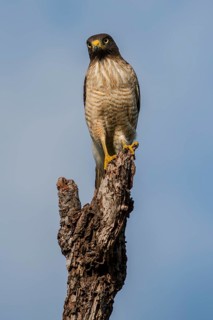 Roadside hawk