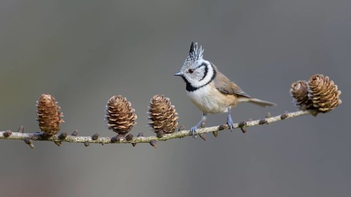 Crested tit