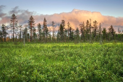 Pine forest with pink clouds in wetland